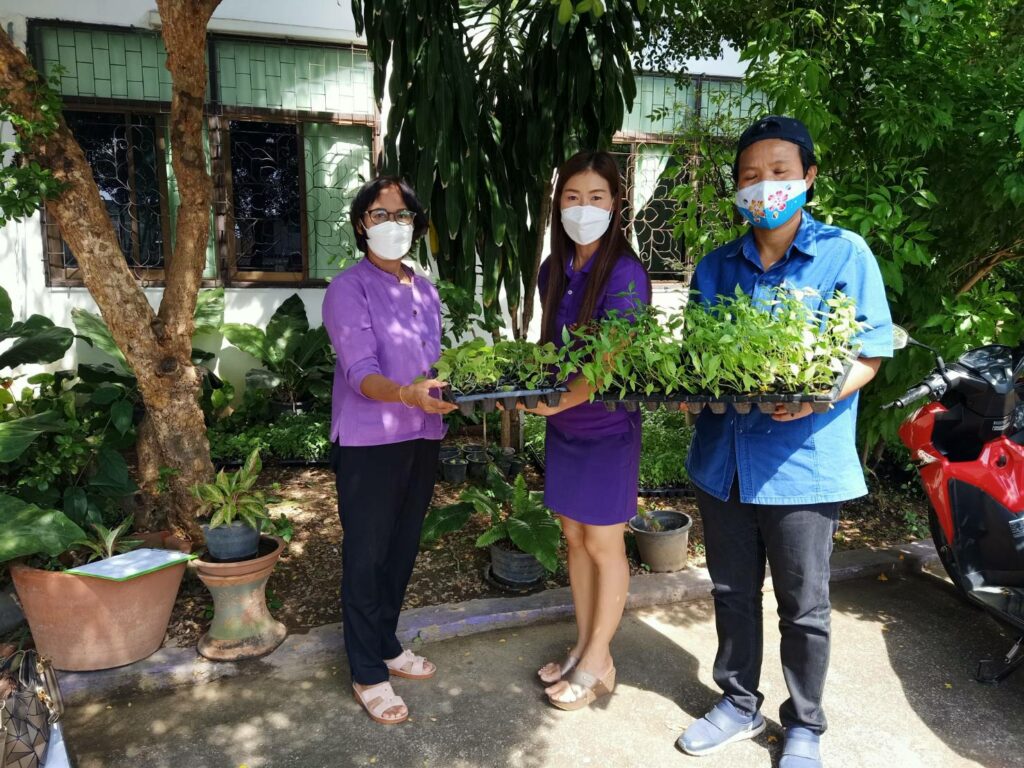 ส่งมอบต้นกล้าพริกและต้นกล้ามะเขือให้กับเจ้าหน้าที่ศูนย์บ่มเพาะสุขภาพโรงพยาบาลอุตรดิตถ์