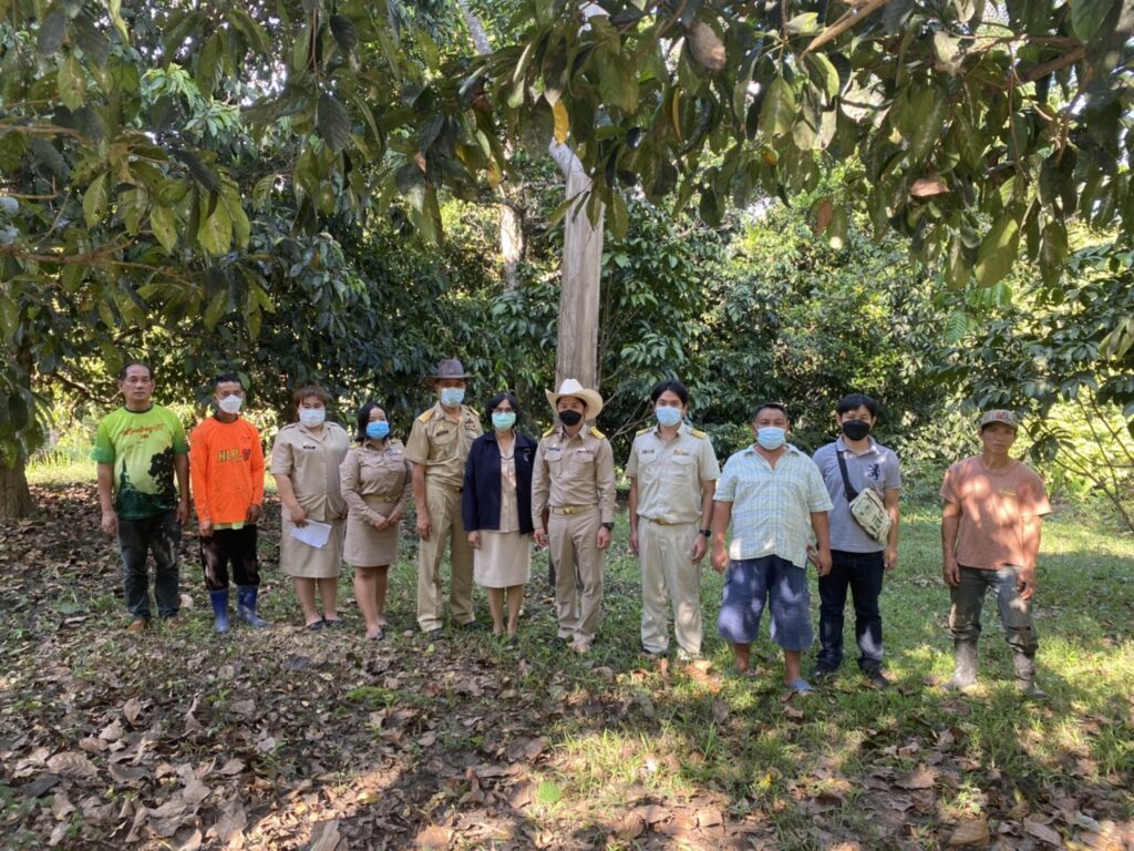 ลงพื้นที่ตรวจสอบแปลงเกษตรกรผู้ปลูกมะไฟ พบการระบาดของเพลี้ยแป้ง เพลี้ยจักจั่น เพลี้ยหอย แมลงวันผลไม้
