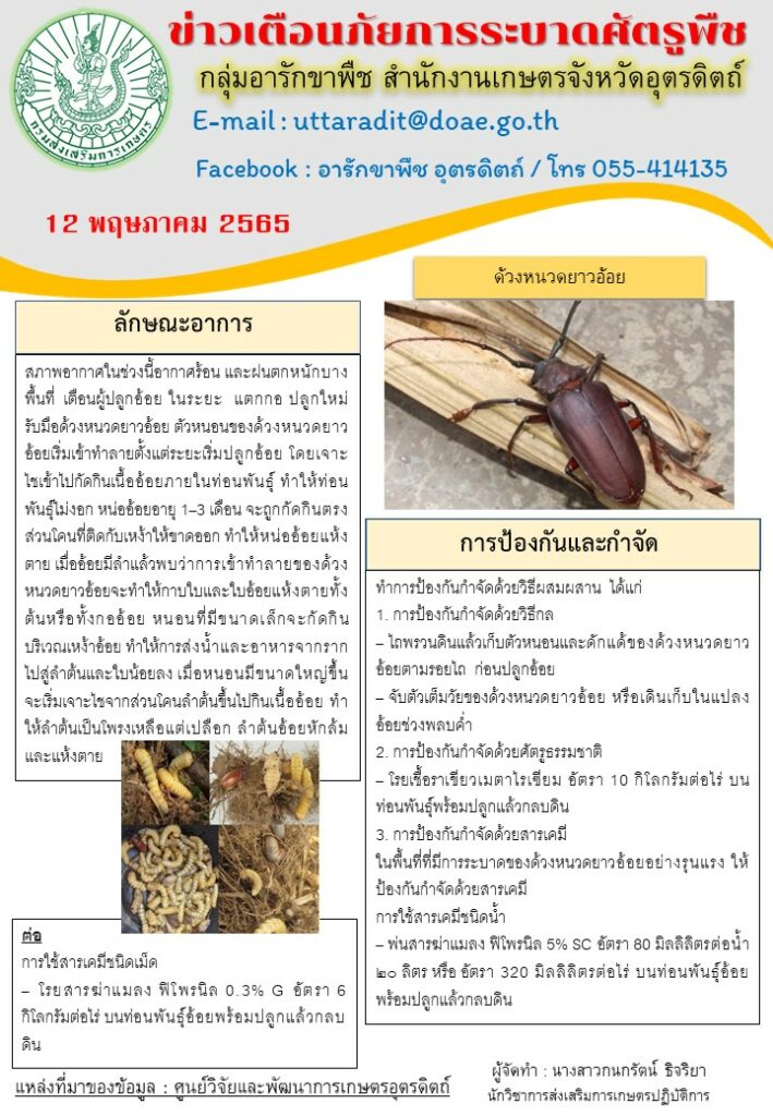 ข่าวเตือนภัยการระบาดด้วงหนวดยาวอ้อย