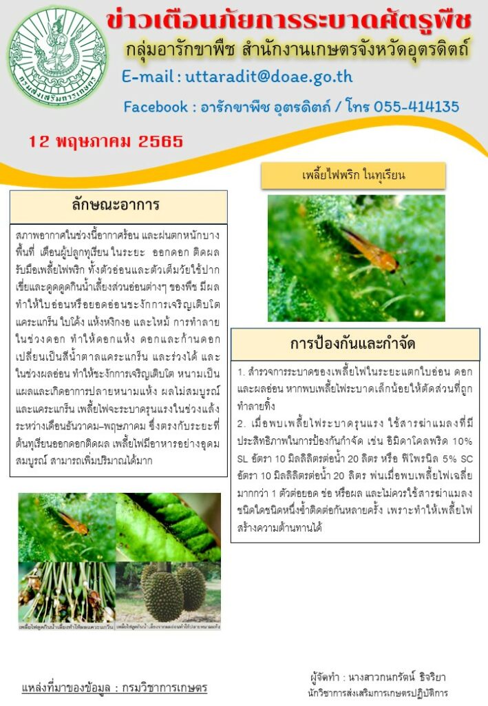 ข่าวเตือนภัยการระบาดเพลี้ยไฟพริกในทุเรียน