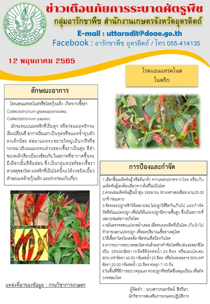 ข่าวเตือนภัยการระบาดโรคแอนแทรคโนสในพริก