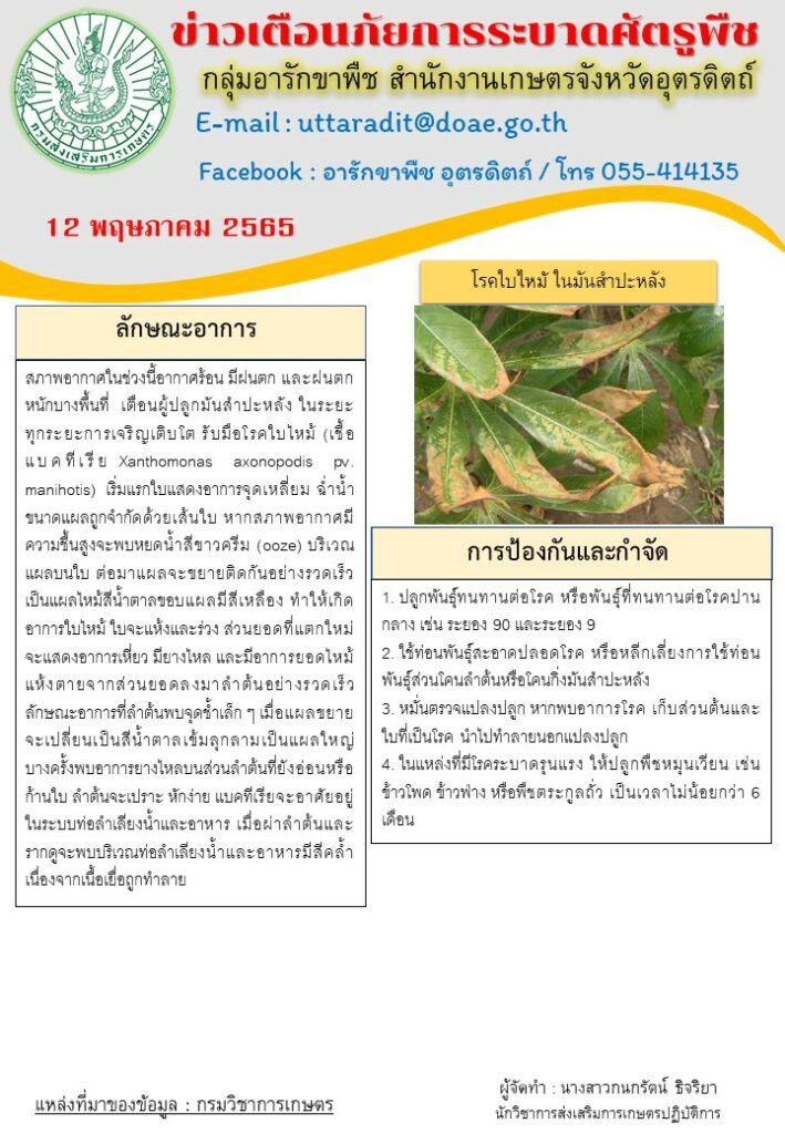 ข่าวเตือนภัยการระบาดโรคใบไหม้ในมันสำปะหลัง