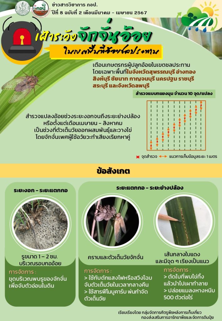 เฝ้าระวังจั๊กจั่นอ้อยในเขตอ้อยชลประทาน