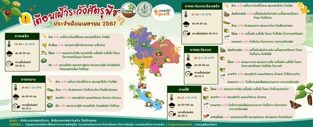 เตือนเฝ้าระวังศัตรูพืชประจำเดือนเมษายน 2567