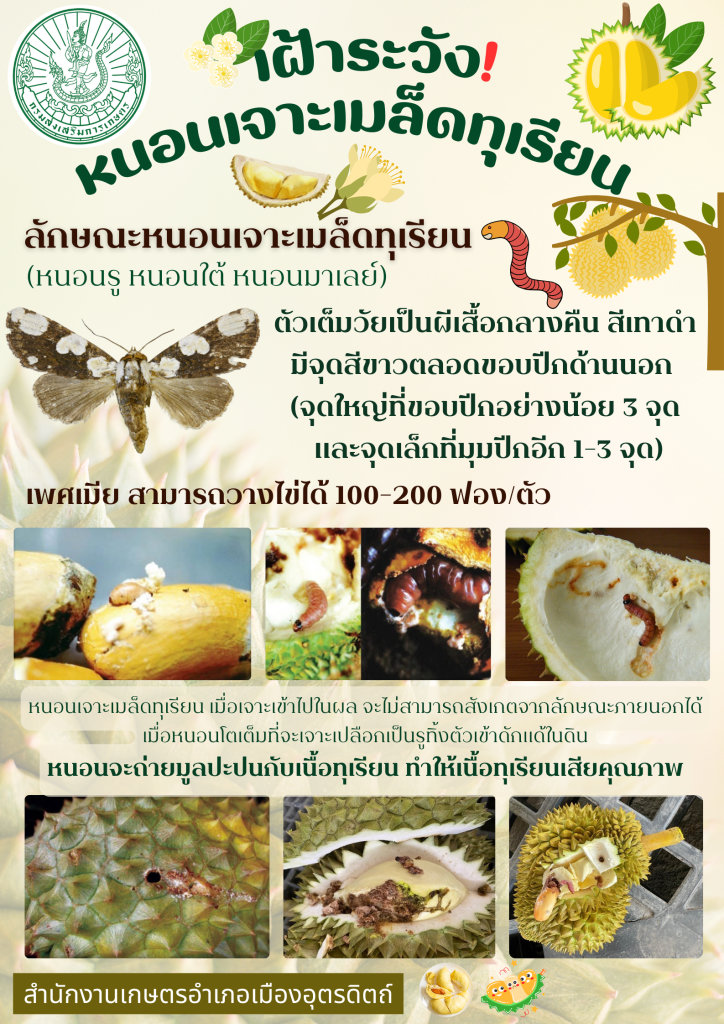เตือนเกษตรกรเฝ้าระวังหนอนเจาะเมล็ดทุเรียน