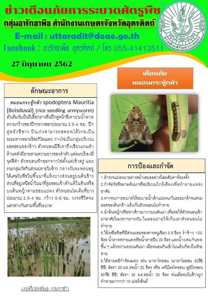 เตือนการระบาดหนอนกระทู้กล้า