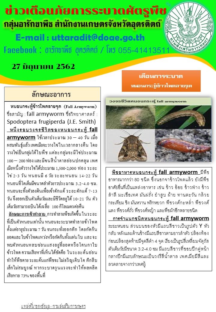เตือนการระบาดหนอนกระทู้ข้าวโพดลายจุด