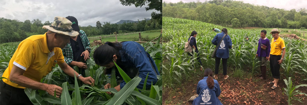 สำรวจศัตรูธรรมชาติในพื้นที่แปลงข้าวโพดที่ไม่ใช้สารเคมี