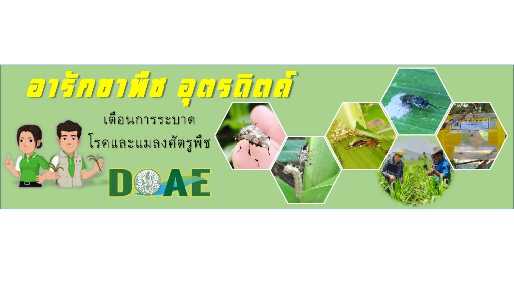 แจ้งเตือนการระบาดของด้วงหมัดผัก และหนอนกระทู้หอม